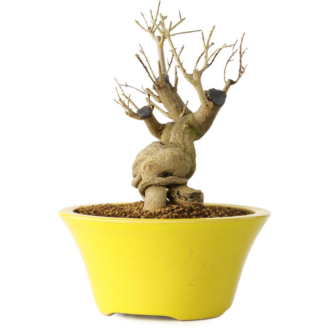 Punica granatum, 20 cm, ± 20 years old