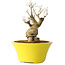 Punica granatum, 20 cm, ± 20 years old