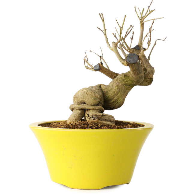 Punica granatum, 20 cm, ± 20 Jahre alt