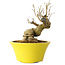 Punica granatum, 20 cm, ± 20 years old