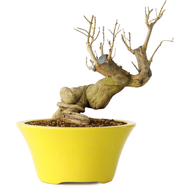 Punica granatum, 20 cm, ± 20 years old