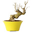 Punica granatum, 20 cm, ± 20 years old
