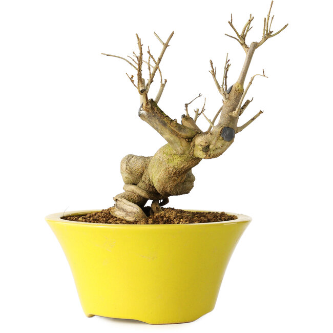 Punica granatum, 20 cm, ± 20 years old