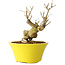 Punica granatum, 20 cm, ± 20 years old
