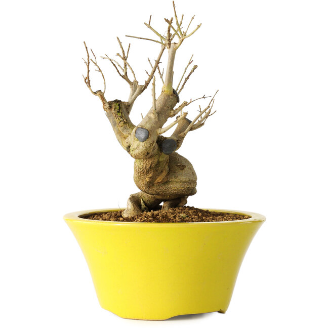 Punica granatum, 20 cm, ± 20 Jahre alt