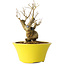 Punica granatum, 20 cm, ± 20 years old