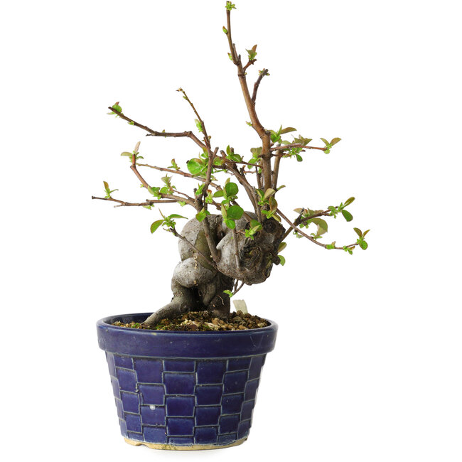 Pseudocydonia sinensis, 19 cm, ± 15 Jahre alt