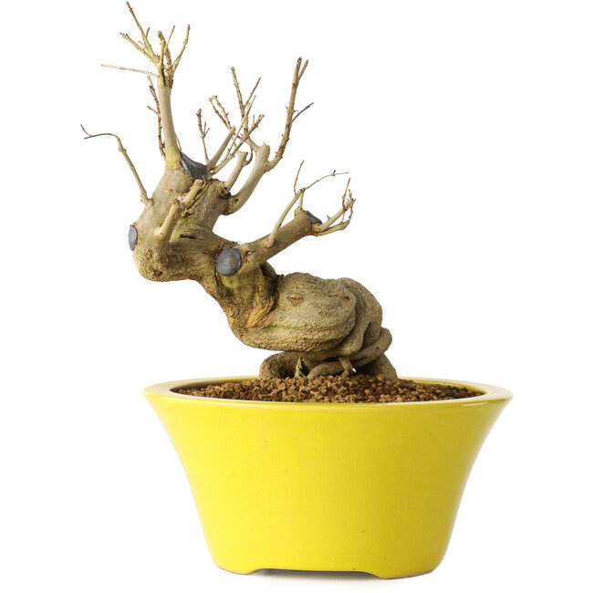 Punica granatum, 20 cm, ± 20 jaar oud