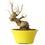Punica granatum, 20 cm, ± 20 jaar oud