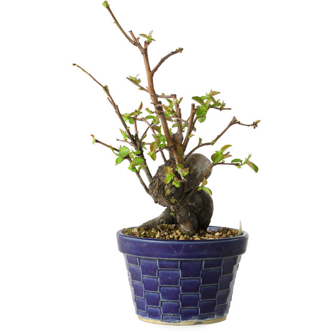 Pseudocydonia sinensis, 19 cm, ± 15 Jahre alt