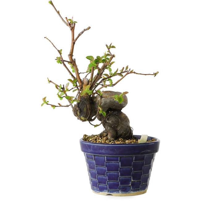 Pseudocydonia sinensis, 19 cm, ± 15 Jahre alt