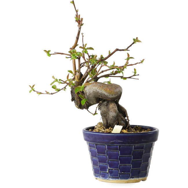 Pseudocydonia sinensis, 19 cm, ± 15 jaar oud