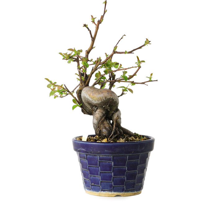 Pseudocydonia sinensis, 19 cm, ± 15 jaar oud
