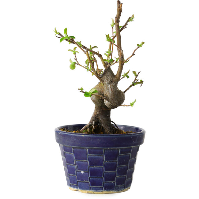 Pseudocydonia sinensis, 19 cm, ± 15 jaar oud