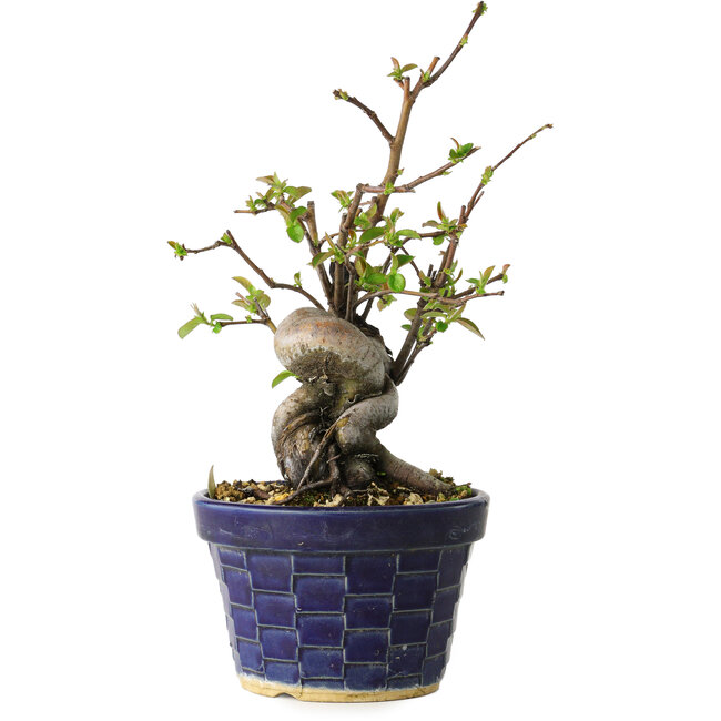 Pseudocydonia sinensis, 19 cm, ± 15 Jahre alt