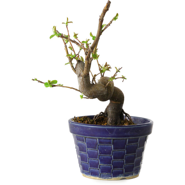 Pseudocydonia sinensis, 19 cm, ± 15 jaar oud