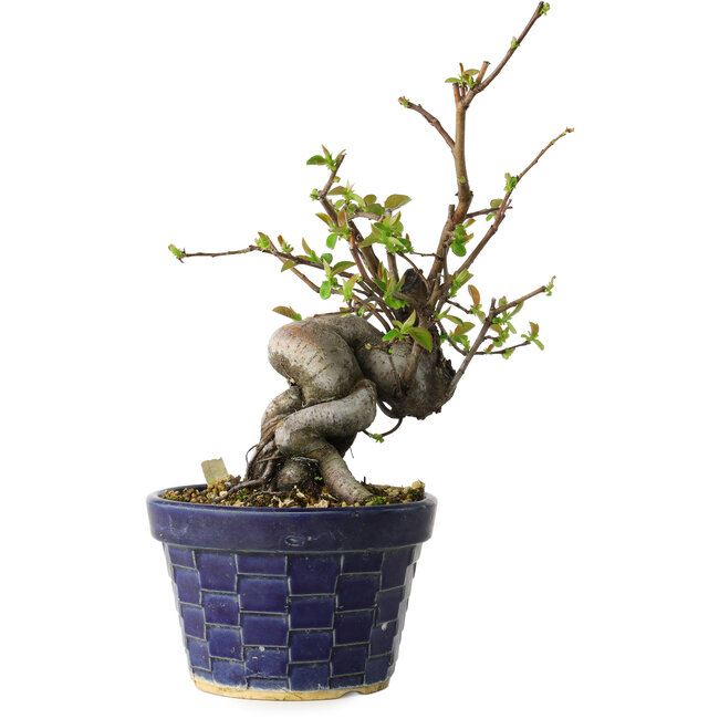 Pseudocydonia sinensis, 19 cm, ± 15 jaar oud