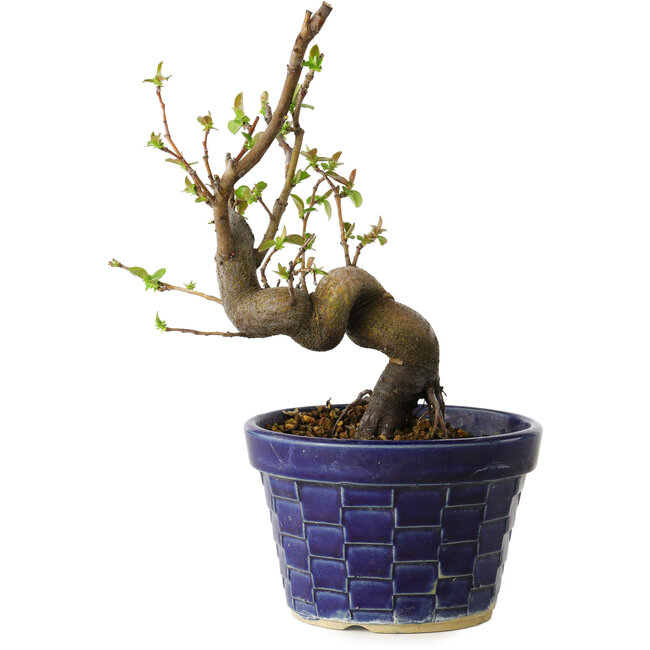 Pseudocydonia sinensis, 19 cm, ± 15 jaar oud