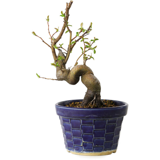 Pseudocydonia sinensis, 19 cm, ± 15 jaar oud