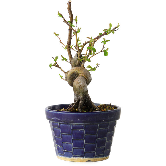 Pseudocydonia sinensis, 19 cm, ± 15 jaar oud