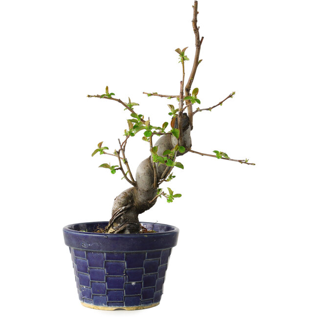 Pseudocydonia sinensis, 19 cm, ± 15 jaar oud