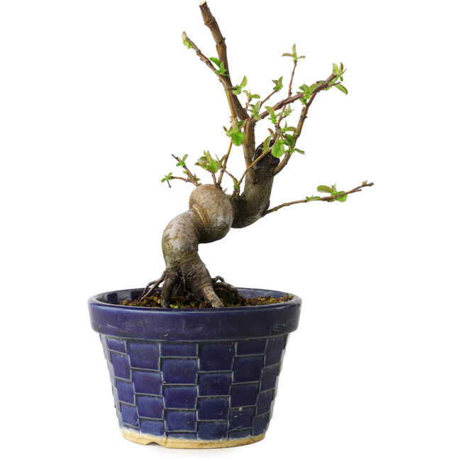 Pseudocydonia sinensis, 19 cm, ± 15 jaar oud