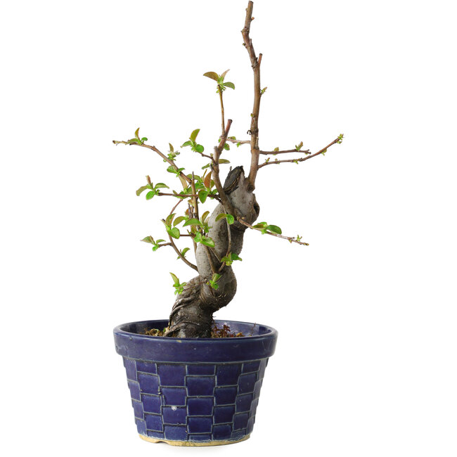 Pseudocydonia sinensis, 19 cm, ± 15 jaar oud