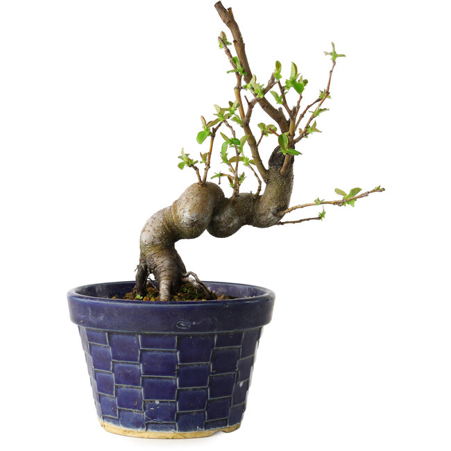 Pseudocydonia sinensis, 19 cm, ± 15 jaar oud