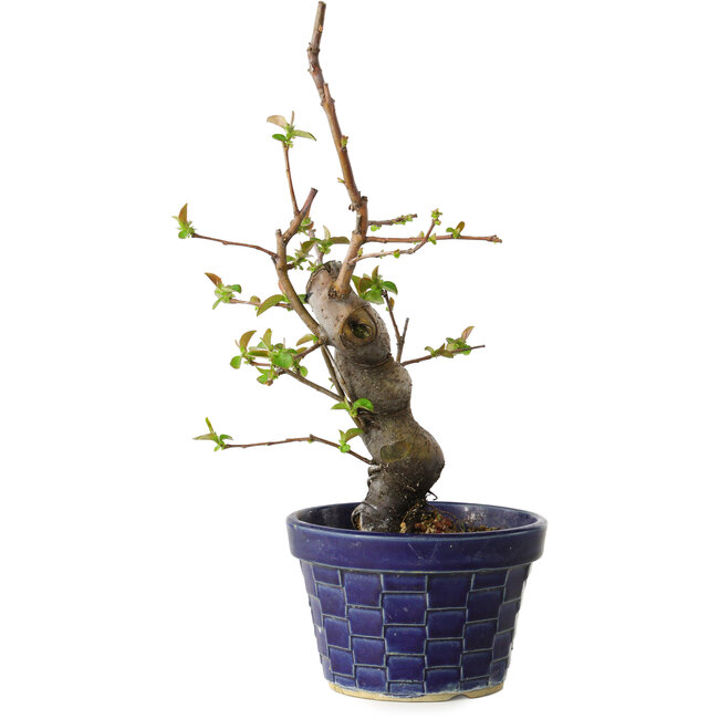 Pseudocydonia sinensis, 19 cm, ± 15 jaar oud