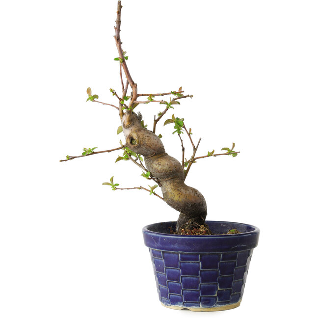 Pseudocydonia sinensis, 19 cm, ± 15 jaar oud