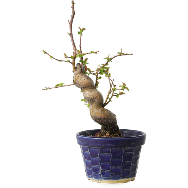 Pseudocydonia sinensis, 19 cm, ± 15 jaar oud