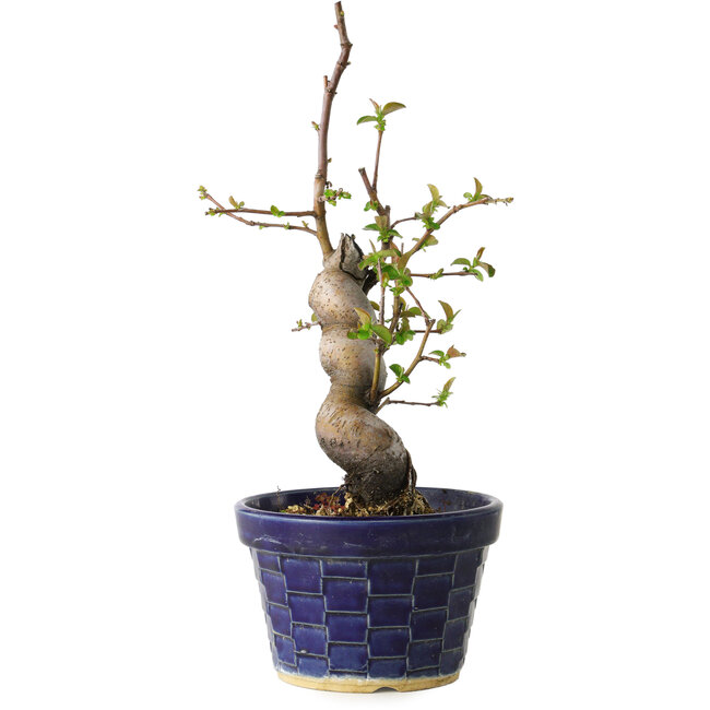 Pseudocydonia sinensis, 19 cm, ± 15 jaar oud