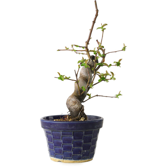 Pseudocydonia sinensis, 19 cm, ± 15 jaar oud