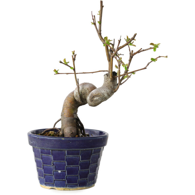 Pseudocydonia sinensis, 19 cm, ± 15 years old