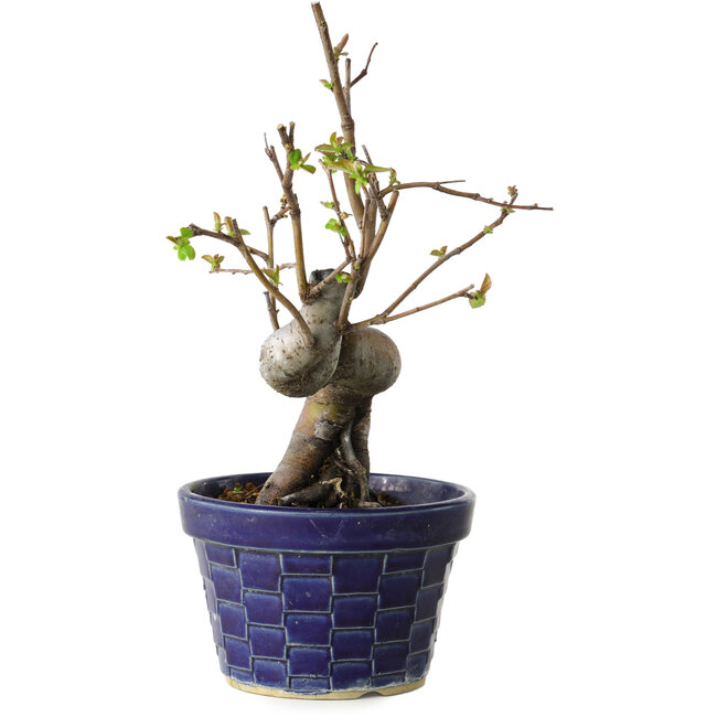 Pseudocydonia sinensis, 19 cm, ± 15 años