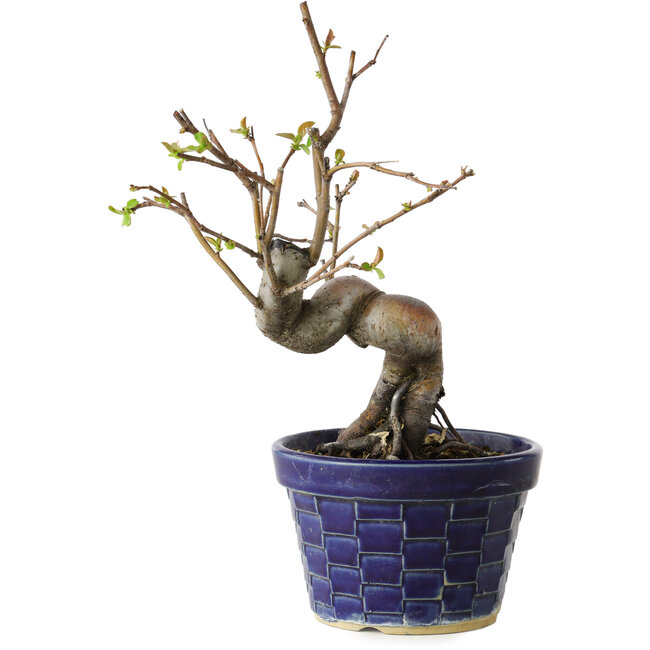 Pseudocydonia sinensis, 19 cm, ± 15 years old