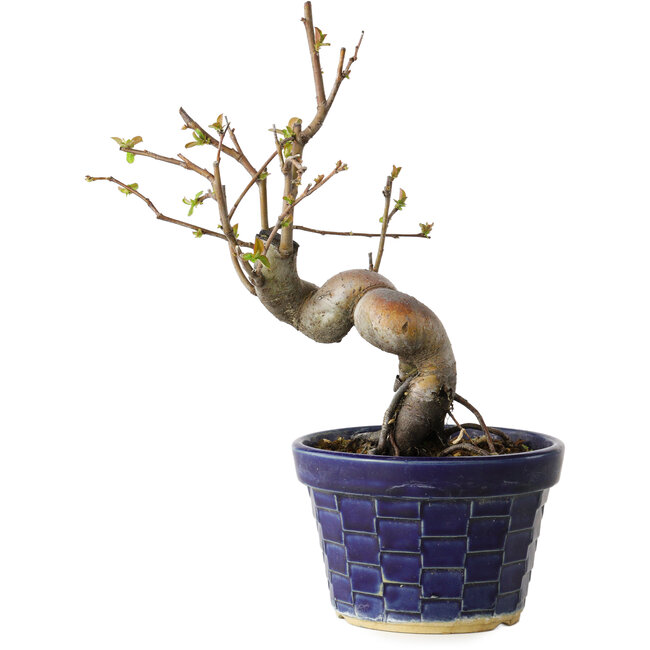 Pseudocydonia sinensis, 19 cm, ± 15 jaar oud