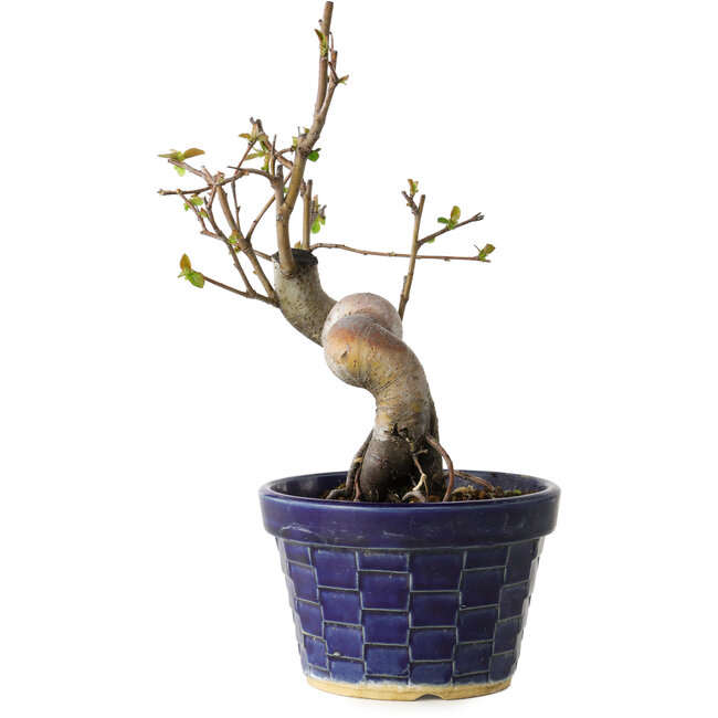 Pseudocydonia sinensis, 19 cm, ± 15 years old