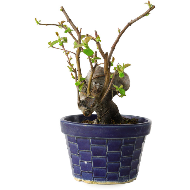 Pseudocydonia sinensis, 19 cm, ± 15 jaar oud