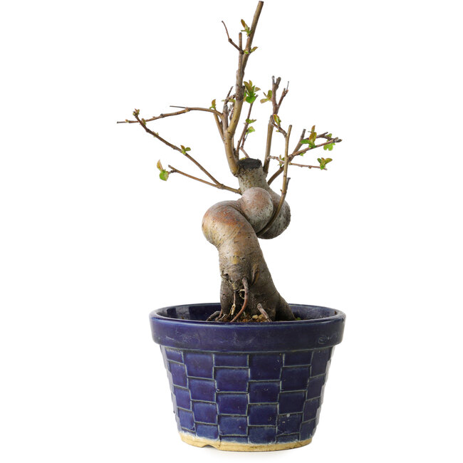 Pseudocydonia sinensis, 19 cm, ± 15 jaar oud