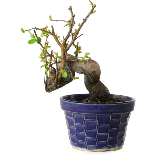 Pseudocydonia sinensis, 19 cm, ± 15 jaar oud