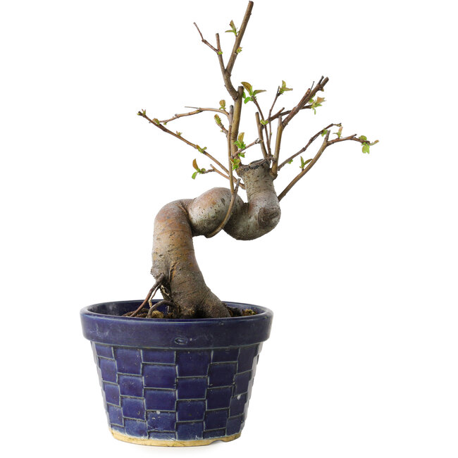 Pseudocydonia sinensis, 19 cm, ± 15 years old