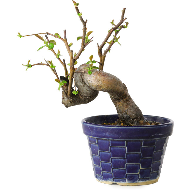 Pseudocydonia sinensis, 19 cm, ± 15 jaar oud