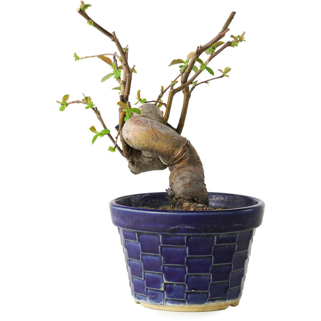 Pseudocydonia sinensis, 19 cm, ± 15 Jahre alt