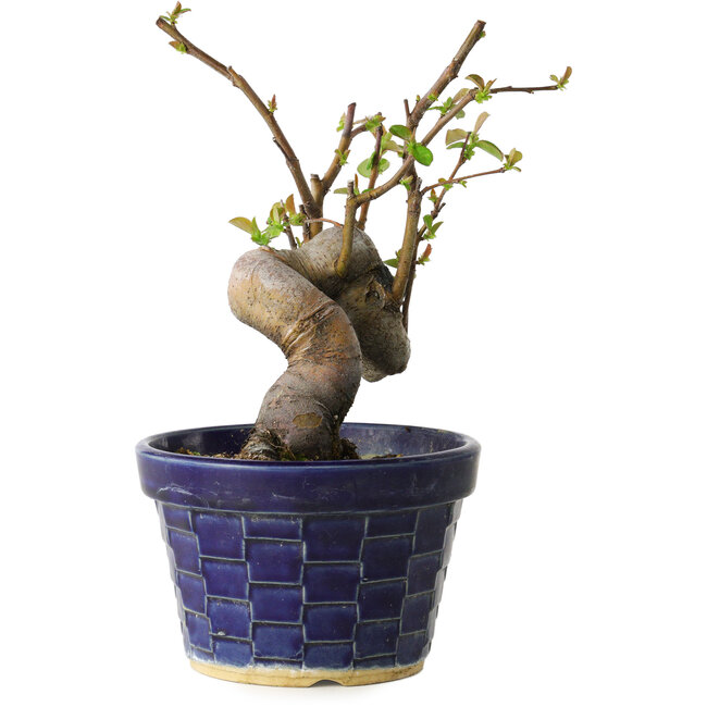 Pseudocydonia sinensis, 19 cm, ± 15 Jahre alt