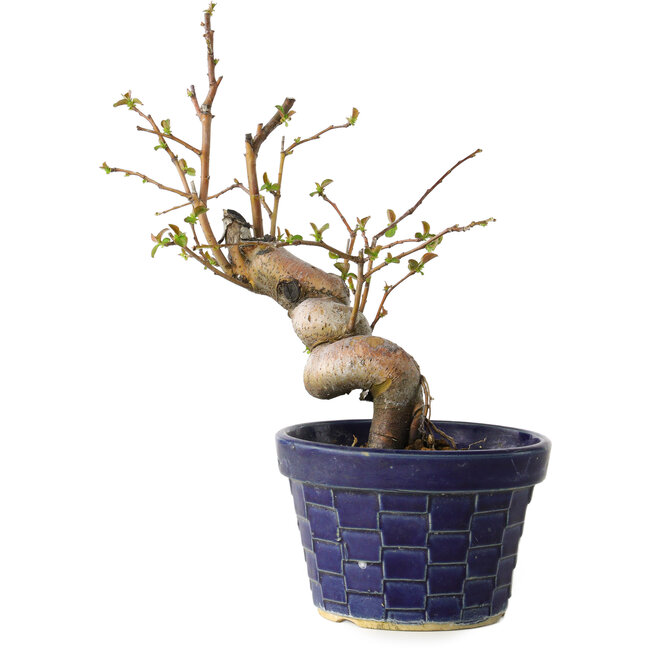 Pseudocydonia sinensis, 19 cm, ± 15 Jahre alt