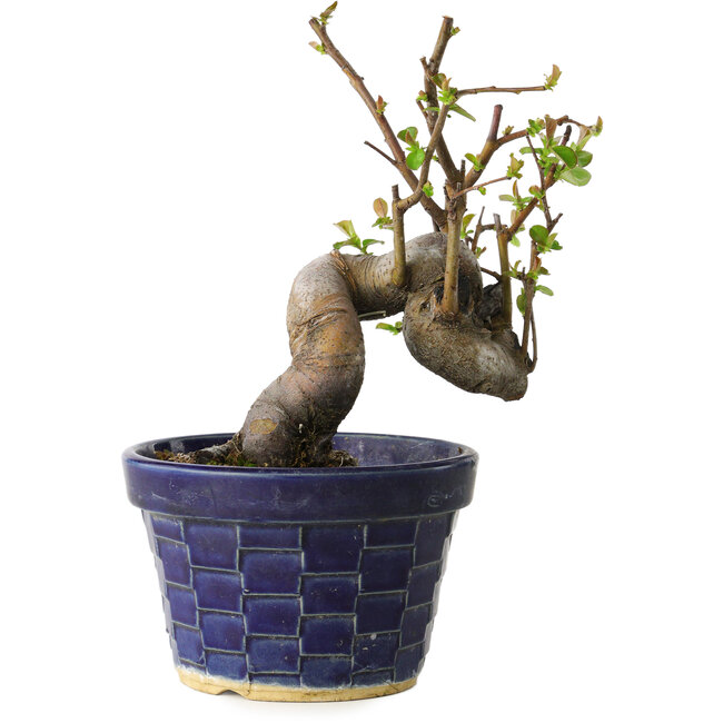 Pseudocydonia sinensis, 19 cm, ± 15 Jahre alt