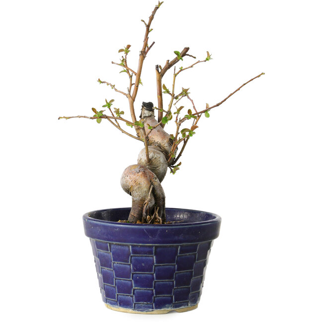 Pseudocydonia sinensis, 19 cm, ± 15 anni