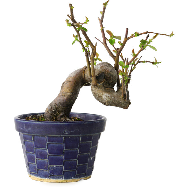 Pseudocydonia sinensis, 19 cm, ± 15 Jahre alt