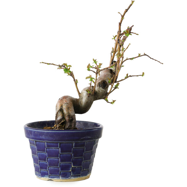 Pseudocydonia sinensis, 19 cm, ± 15 Jahre alt